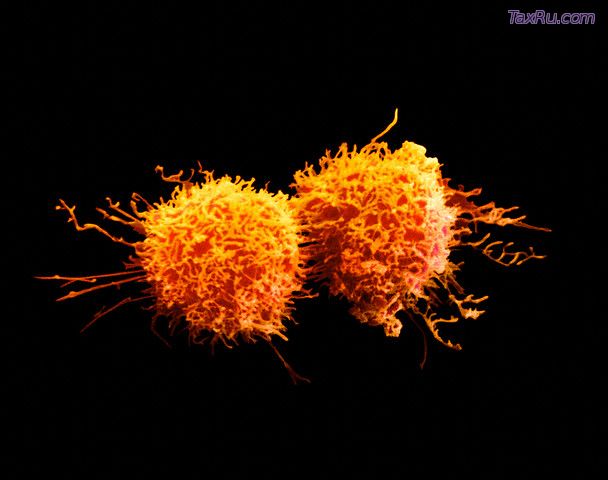 елящиеся раковые клетки. (Фото Dr. David Phillips / Visuals Unlimited / Corbis.)